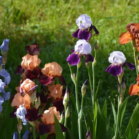 Ferme Les Iris